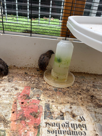 Button quail