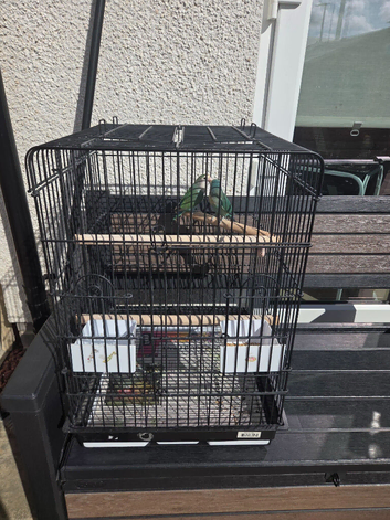 Pair of lovebird with cage