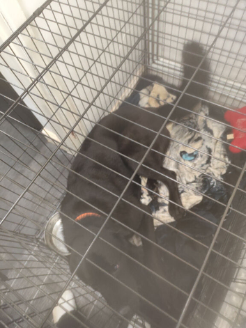 Labrador cross Shepard