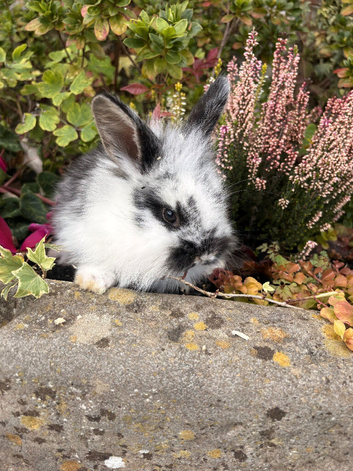 Lion head baby bunnies