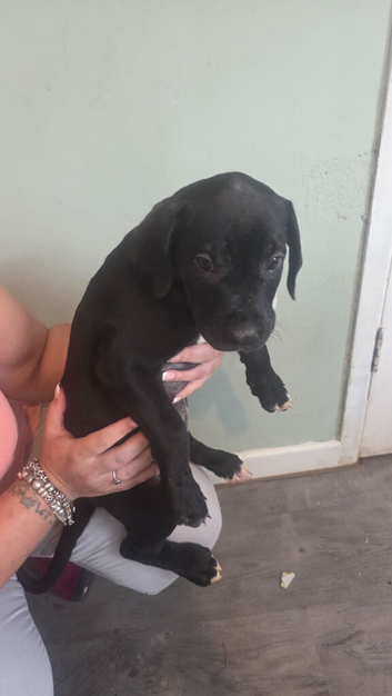 Presa canario x American bully pups ready to leave home