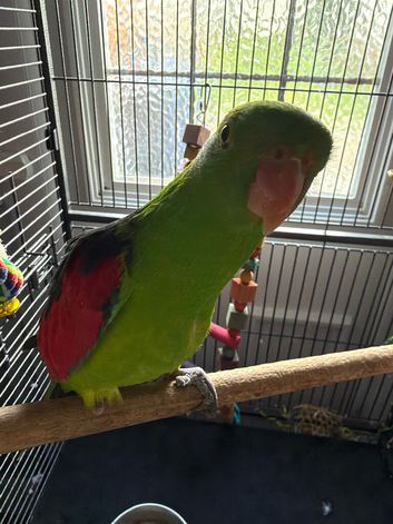 Semi tame crimson wing