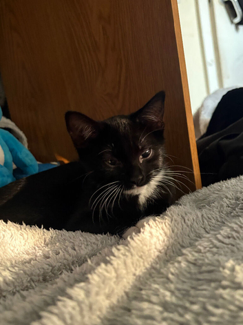 Kitten for sale