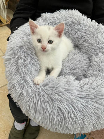 Kittens looking for forever home