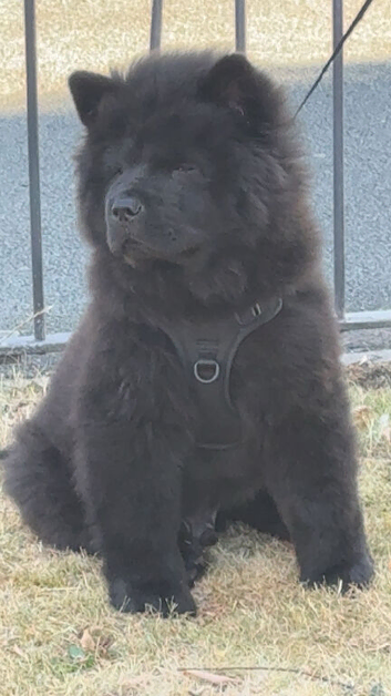 13 weeks