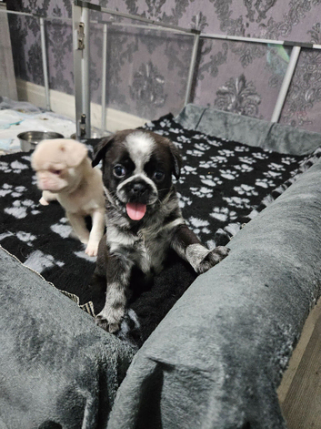 Pink panda and black pug puppies for sale