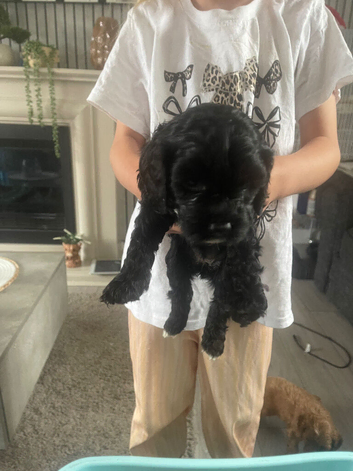 Cavapoo pups