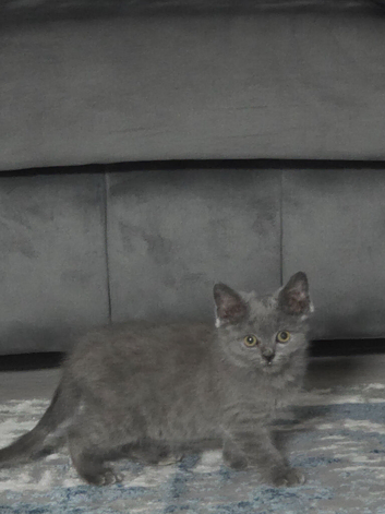 Beautiful bsh LOOKING TO REHOME