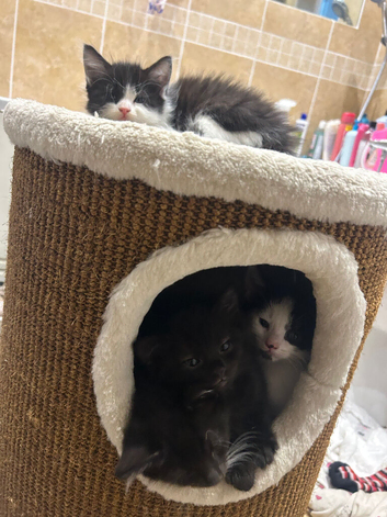 Beautiful kittens available