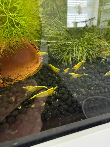 Neocaridina Yellow Shrimp