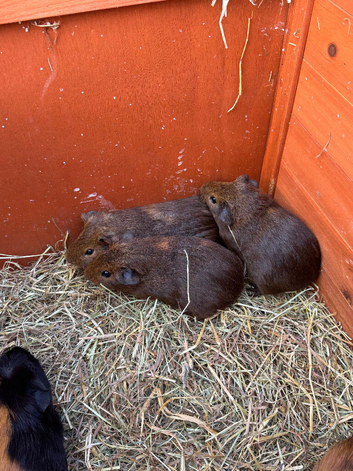 2 female guinea pigs