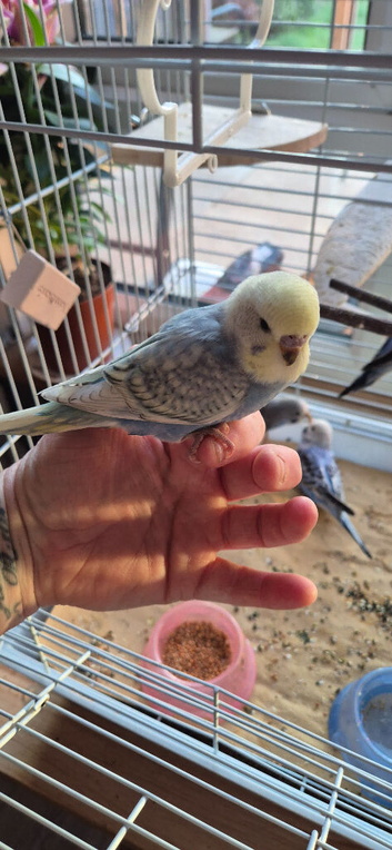 Budgies babys