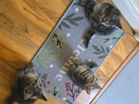 Kittens for sale