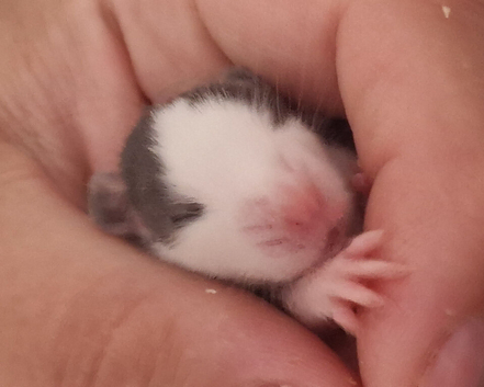 Baby rats