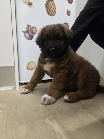 Caucasian shepherd puppy