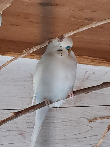 Breeding pair of budgies for sale