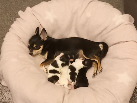 Four chihuahua puppies for sale