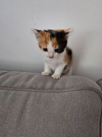 Beautiful kittens looking for forever home
