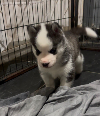 Kc registered Black and white female puppy ready 26/09/26
