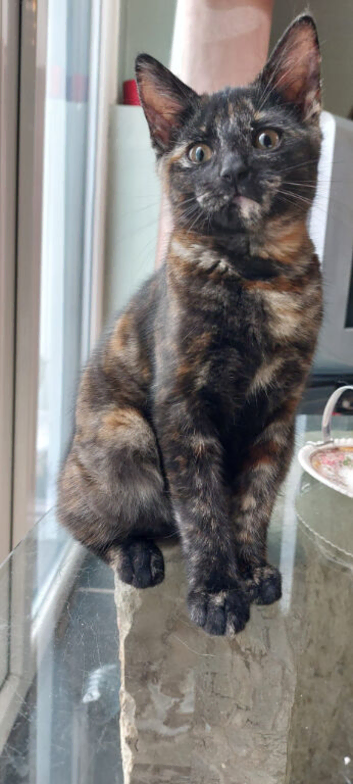 15 week old kitten  tortoise shell female