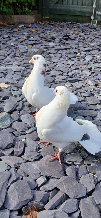 Fan Tail Doves