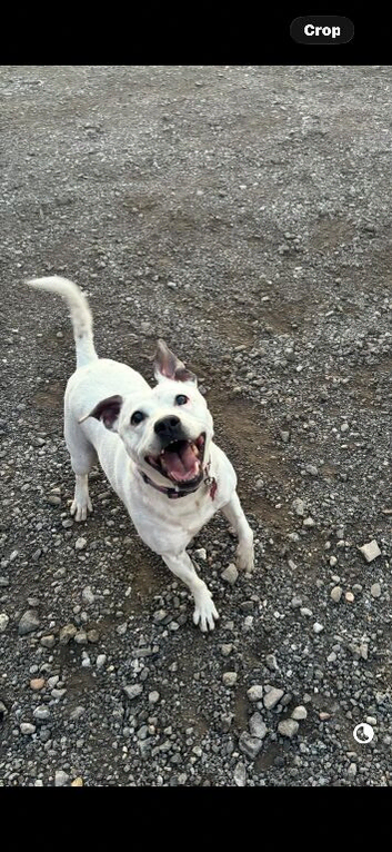 Female white staffy