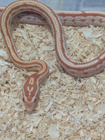 Baby amel tessera corn snake with or without brag