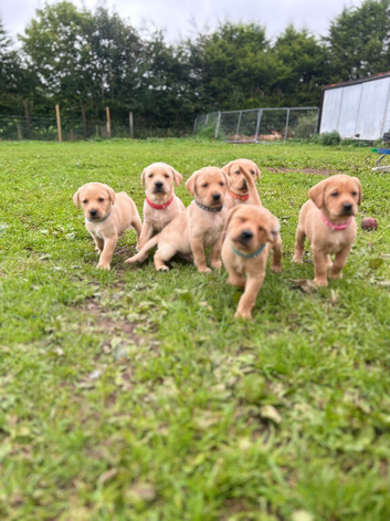 8 beautiful puppies