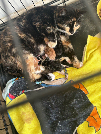 Kittens for sale