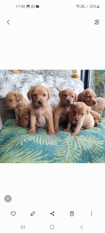 Fox red labrador puppies