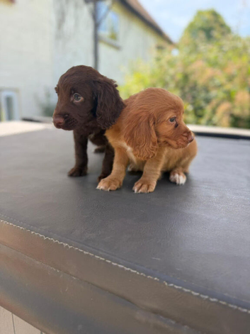 Cocker spaniel pups