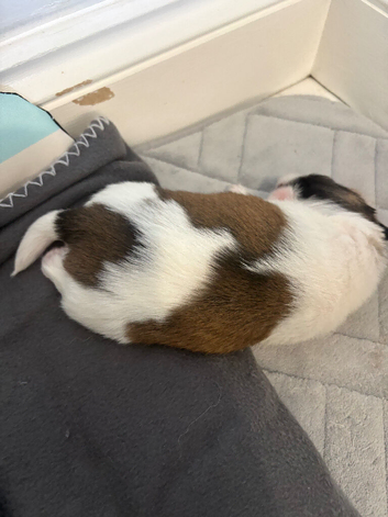 5 beautiful Shihtzu pups for sale