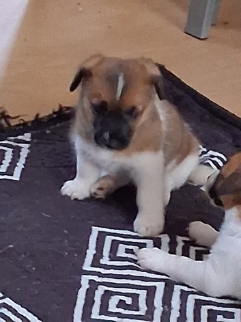 Jack Russell puos