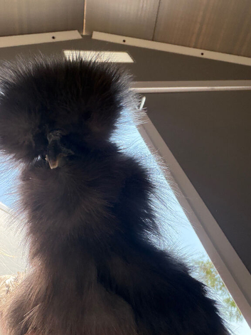 Silkie hens and polish frizzle bantam boy