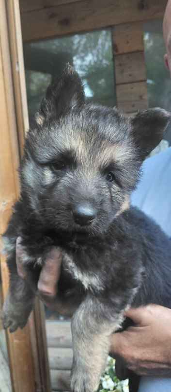 German Shepherd Long Haired Puppies