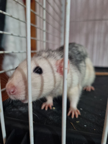 Adult Rats Need a Forever Home