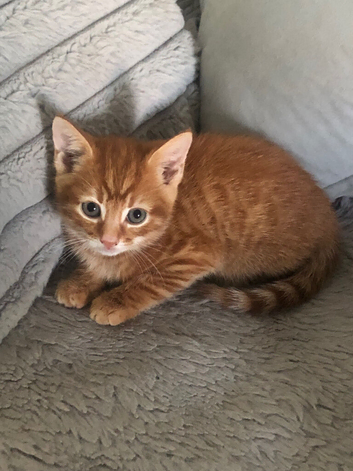 Gorgeous ginger kitten