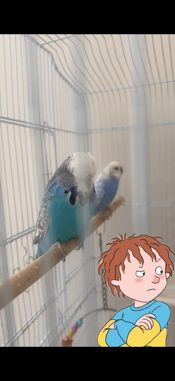 Pair of Budgies and Cage