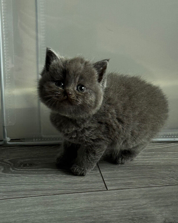 Lovely Scottish Fold & Straight Kittens