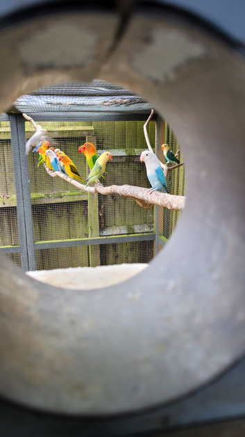 Lovebirds for sale