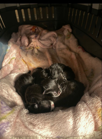 Gorgeous Kittens Looking For Their Forever Homes!
