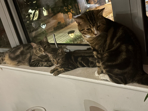 Extremely Affectionate Bengal Mix Girl