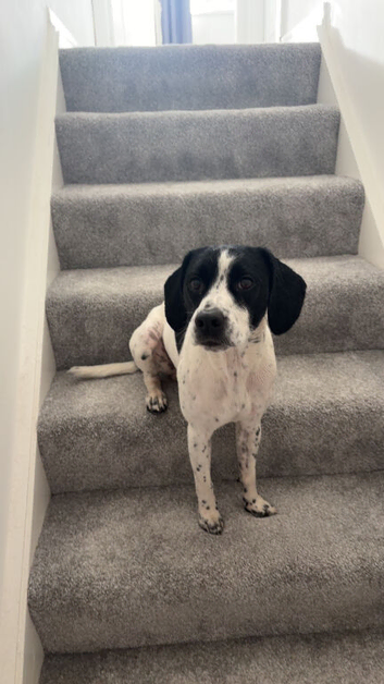 Gorgeous boy looking for his forever home