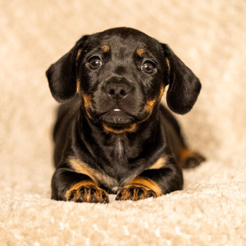 French bull wieners