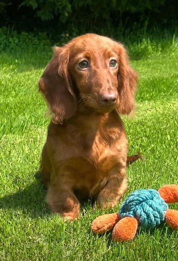Beautiful long haired miniature dachshund puppy