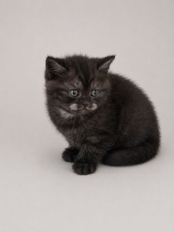 Stunning Black smoked tabby British Shorthair