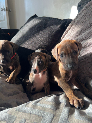 Rhodesian Ridgeback x Bull Lurcher