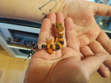 Leopard gecko