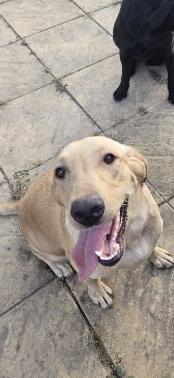 2 male Labrador puppies 8 weeks.