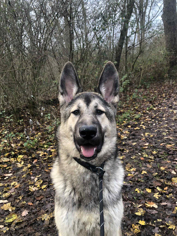 Qitmir is looking for a new home ASAP